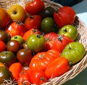 Tomaten_im_Korb_kk